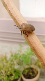Close-up of lizard on wood