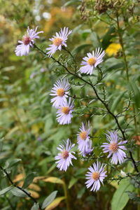 Close-up of white flowering plants