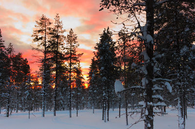 Trees on snow covered field during sunset