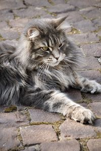 Close-up portrait of maine coon cat relaxing on footpath