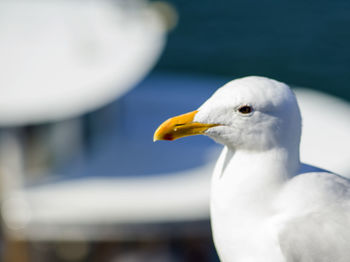 Close-up of seagull