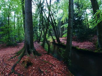 Trees growing in forest