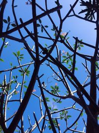 Low angle view of tree against blue sky