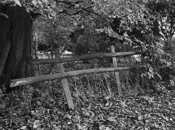 Plant growing in park