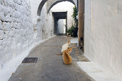 A view of a narrow street with arch and cats and a dog in the island of patmos, greece in summer
