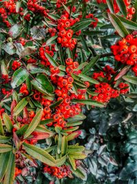 Close-up of red flowers