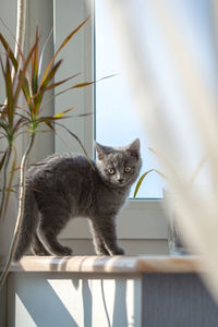 Portrait of a gray kitten on the windowsill