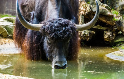 View of horse drinking water