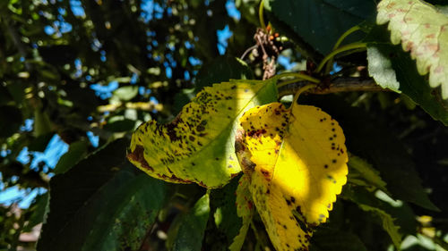 Close-up of leaves on tree trunk