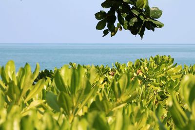 Plants by sea against clear sky