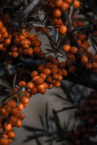 Close-up of sea buckthorn berries in autumn 