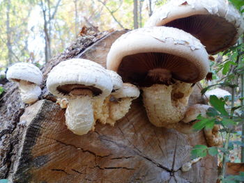 Close-up of mushrooms growing on tree trunk