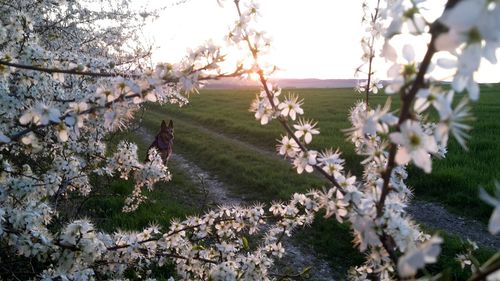 Flowers growing on tree against sky