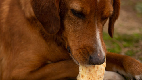 Close-up of a dog