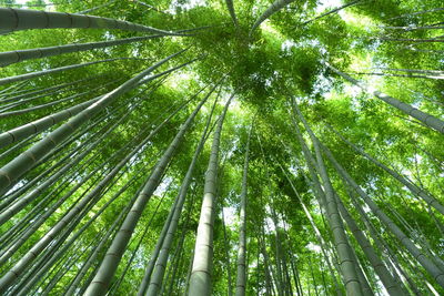 Low angle view of bamboo trees