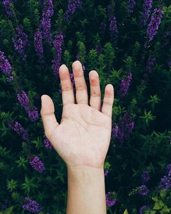 Cropped image of hand over purple flowers