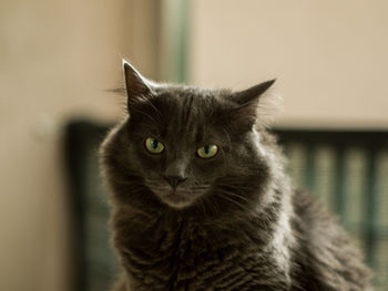 Close-up portrait of cat at home