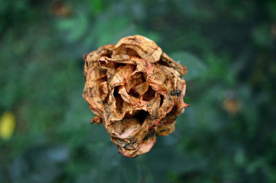 Close-up of plant against blurred background