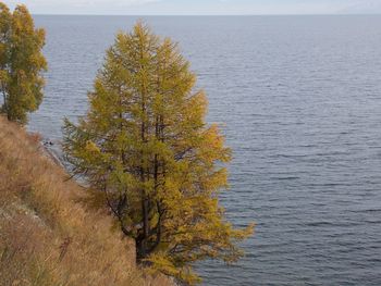 Tree by sea against sky