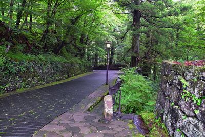 Footpath amidst trees in forest