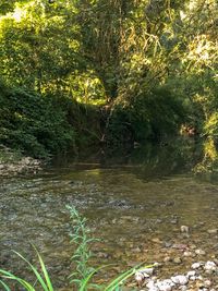 Scenic view of lake in forest