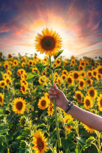 Cropped hand of woman holding flowers