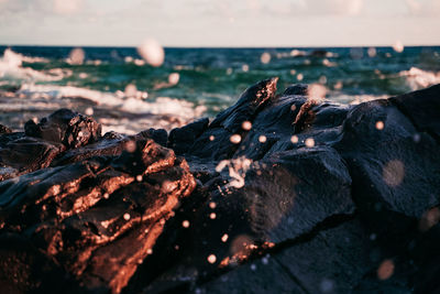 Close-up of crab on beach