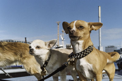 Close-up of dogs with pet leash against sky