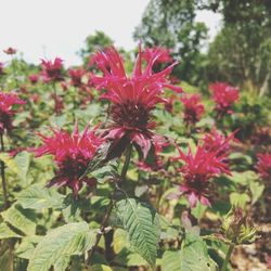 Close-up of red flowers blooming outdoors