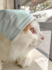 Cute persian cat