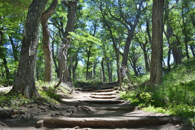 Scenic view of forest