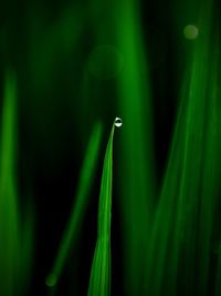 Close-up of dew on blade of grass