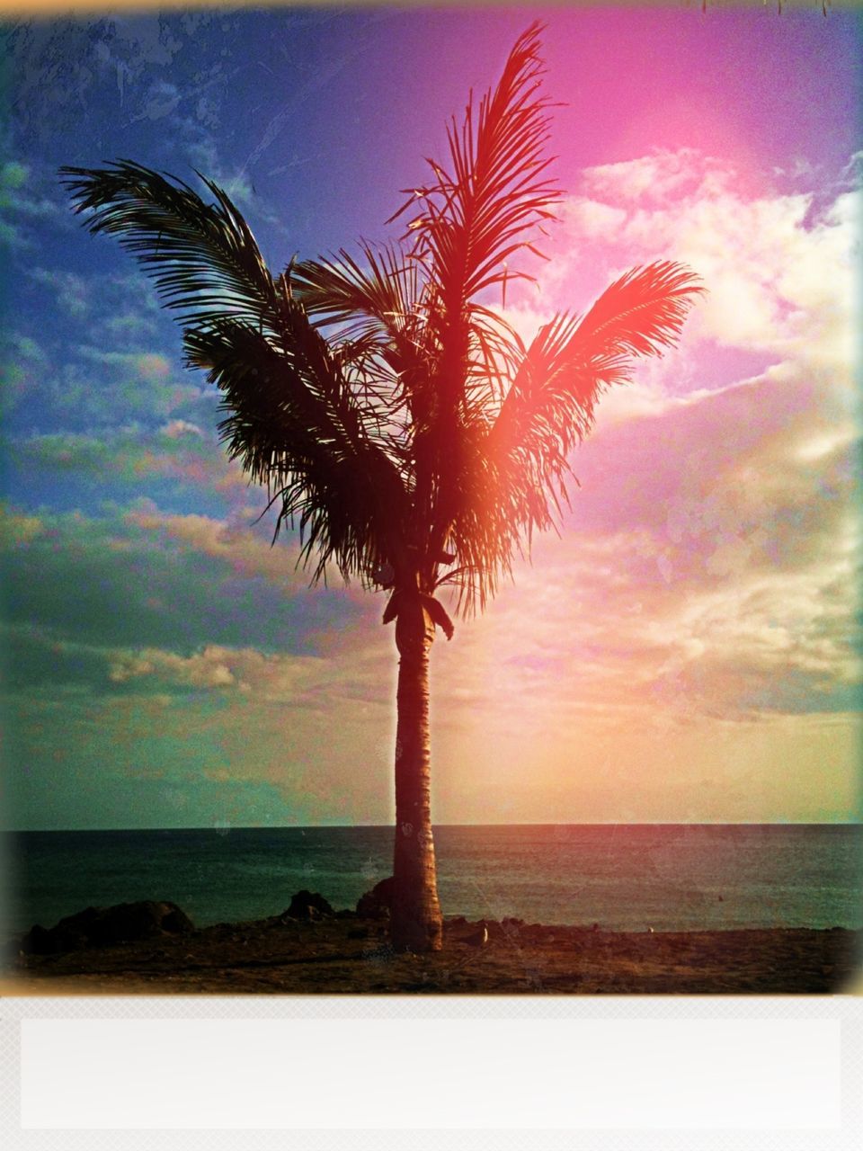 sea, horizon over water, sunset, sky, water, tranquil scene, scenics, beach, tranquility, palm tree, beauty in nature, shore, nature, silhouette, idyllic, cloud - sky, transfer print, cloud, tree, auto post production filter