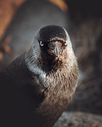 Close-up of a bird