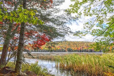 Scenic view of lake by trees in forest against sky