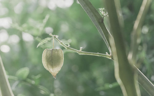 Close-up of fresh green plant