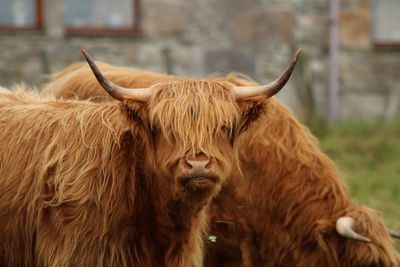 Close-up of cow