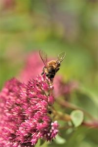 Close-up of bee pollinating on pink flower