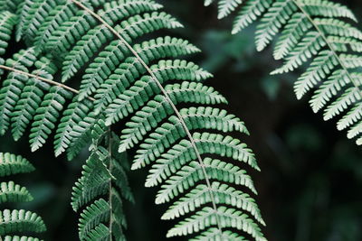 Close-up of fern leaves