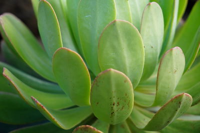 Close-up of succulent plant