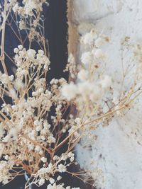 Close-up of white flowers