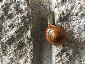Close-up of snail on stone wall