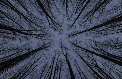 Low angle view of silhouette trees against sky