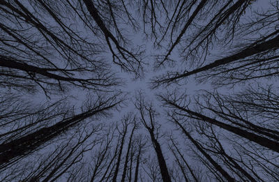 Low angle view of silhouette of trees against sky