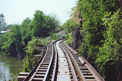 Railroad tracks amidst trees against sky