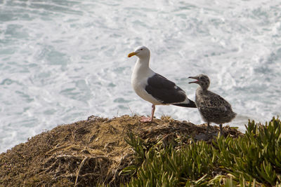 Seagull perching on rock by sea