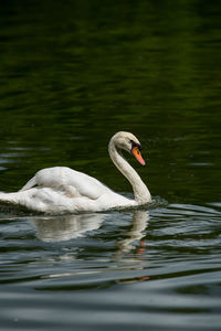 Swan swimming in lake