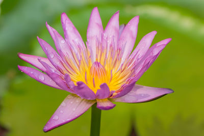 Close-up of lotus water lily blooming outdoors