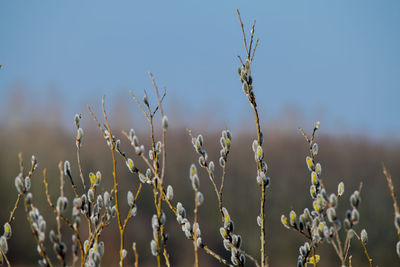 Close-up of flowers against blurred background