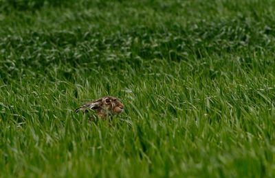 Bird on a field